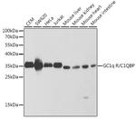 C1QBP Antibody in Western Blot (WB)