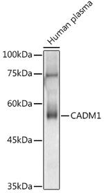 CADM1 Antibody in Western Blot (WB)