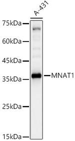 MNAT1 Antibody in Western Blot (WB)