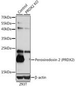 PRDX2 Antibody in Western Blot (WB)