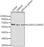 U2AF2 Antibody in Western Blot (WB)