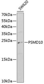 PSMD10 Antibody in Western Blot (WB)