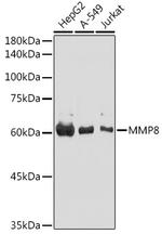 MMP8 Antibody in Western Blot (WB)