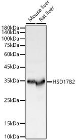 HSD17B2 Antibody in Western Blot (WB)