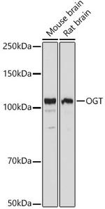 OGT Antibody in Western Blot (WB)