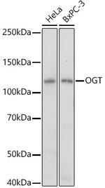 OGT Antibody in Western Blot (WB)