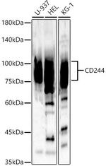 CD244 Antibody in Western Blot (WB)