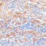 Serum Amyloid P Antibody in Immunohistochemistry (Paraffin) (IHC (P))