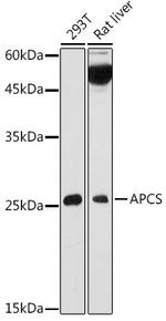 Serum Amyloid P Antibody in Western Blot (WB)