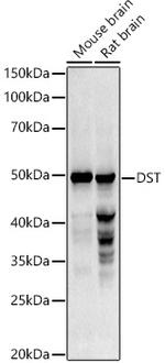 DST Antibody in Western Blot (WB)