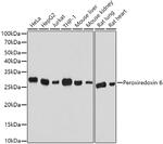 PRDX6 Antibody in Western Blot (WB)