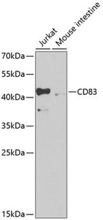 CD83 Antibody in Western Blot (WB)