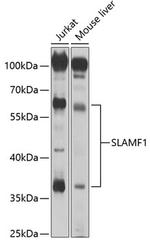 CD150 Antibody in Western Blot (WB)