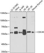 Cdc45L Antibody in Western Blot (WB)