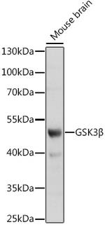 GSK3B Antibody in Western Blot (WB)