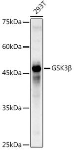 GSK3B Antibody in Western Blot (WB)