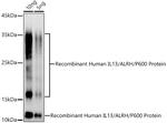 IL-13 Antibody in Western Blot (WB)