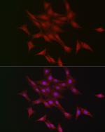 LKB1 Antibody in Immunocytochemistry (ICC/IF)