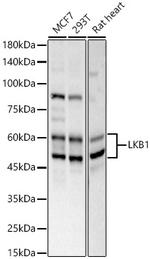 LKB1 Antibody in Western Blot (WB)