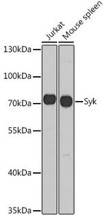 Syk Antibody in Western Blot (WB)