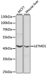 LETMD1 Antibody in Western Blot (WB)