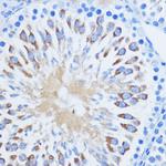 PIWIL1 Antibody in Immunohistochemistry (Paraffin) (IHC (P))