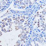 PIWIL1 Antibody in Immunohistochemistry (Paraffin) (IHC (P))