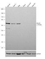 HCLS1 Antibody in Western Blot (WB)