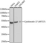 Cytokeratin 17 Antibody in Western Blot (WB)
