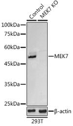 MEK7 Antibody