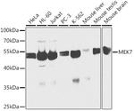 MEK7 Antibody in Western Blot (WB)