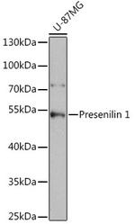 Presenilin 1 Antibody in Western Blot (WB)