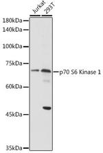 p70 S6 Kinase Antibody in Western Blot (WB)