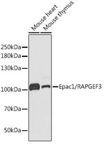 RAPGEF3 Antibody in Western Blot (WB)