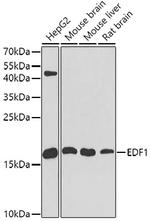 EDF1 Antibody in Western Blot (WB)