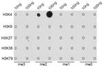 H3K4me2 Antibody in Dot Blot (DB)