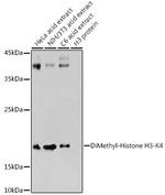 H3K4me2 Antibody in Western Blot (WB)