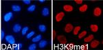 H3K9me1 Antibody in Immunocytochemistry (ICC/IF)