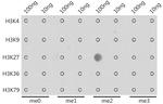 H3K27me2 Antibody in Dot Blot (DB)