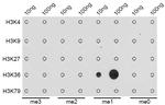 H3K36me1 Antibody in Dot Blot (DB)