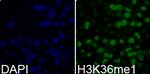 H3K36me1 Antibody in Immunocytochemistry (ICC/IF)