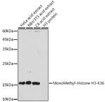 H3K36me1 Antibody in Western Blot (WB)