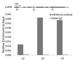 H3K36me2 Antibody in ChIP Assay (ChIP)