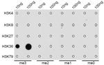 H3K36me3 Antibody in Dot Blot (DB)