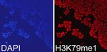 H3K79me1 Antibody in Immunocytochemistry (ICC/IF)