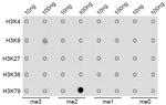 H3K79me2 Antibody in Dot Blot (DB)