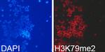 H3K79me2 Antibody in Immunocytochemistry (ICC/IF)