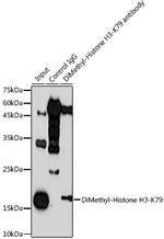 H3K79me2 Antibody in Immunoprecipitation (IP)