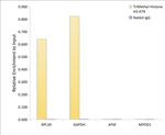 H3K79me3 Antibody in ChIP Assay (ChIP)