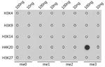 H4K20me3 Antibody in Dot Blot (DB)